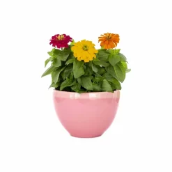 Zinnia Lilliput Mix Seeds