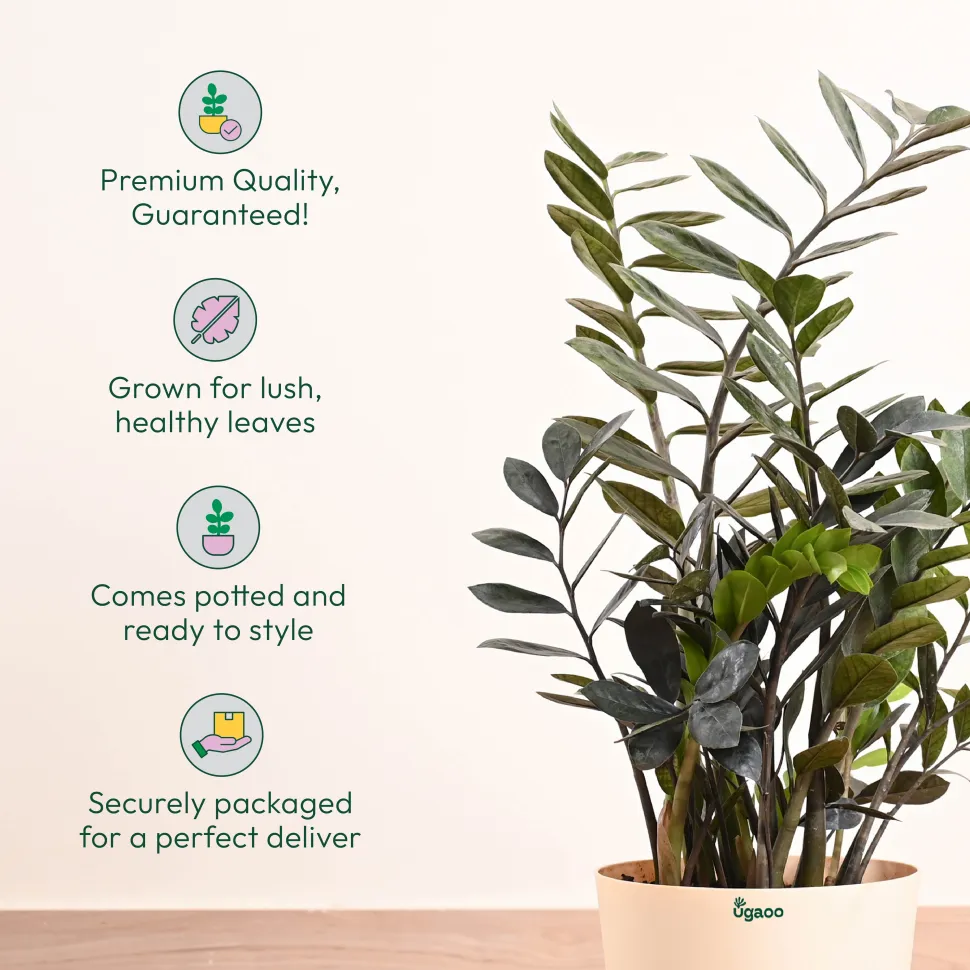 ZZ Black Plant - XL