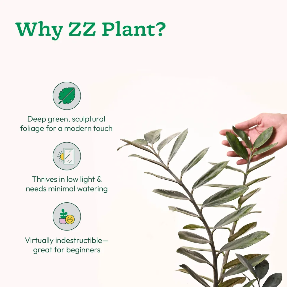 ZZ Black Plant - XL