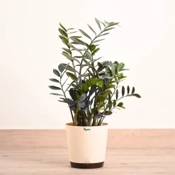 ZZ Black Plant - XL
