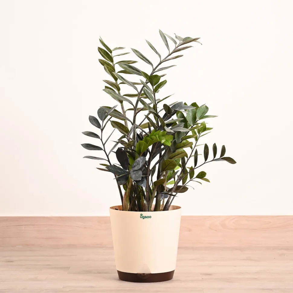 ZZ Black Plant - XL