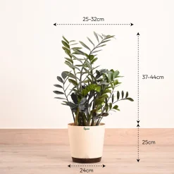 ZZ Black Plant - XL