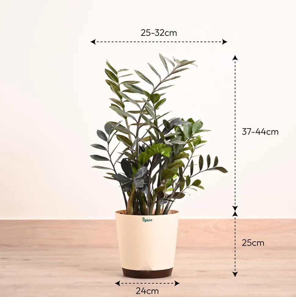 ZZ Black Plant - XL