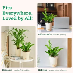 ZZ Plant
