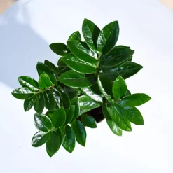 ZZ Plant