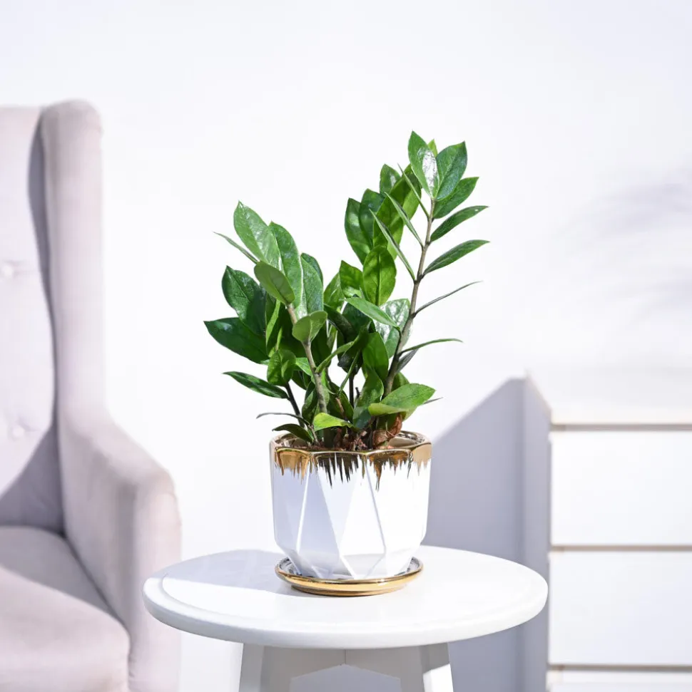 ZZ Plant