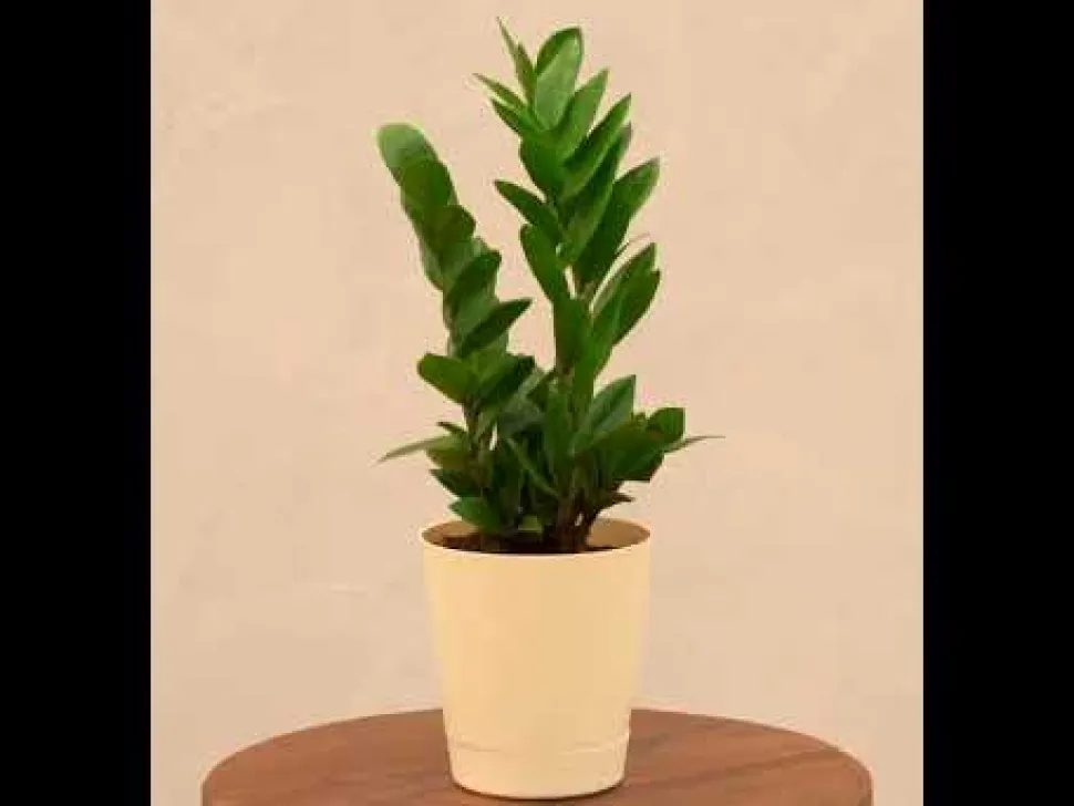 ZZ Plant