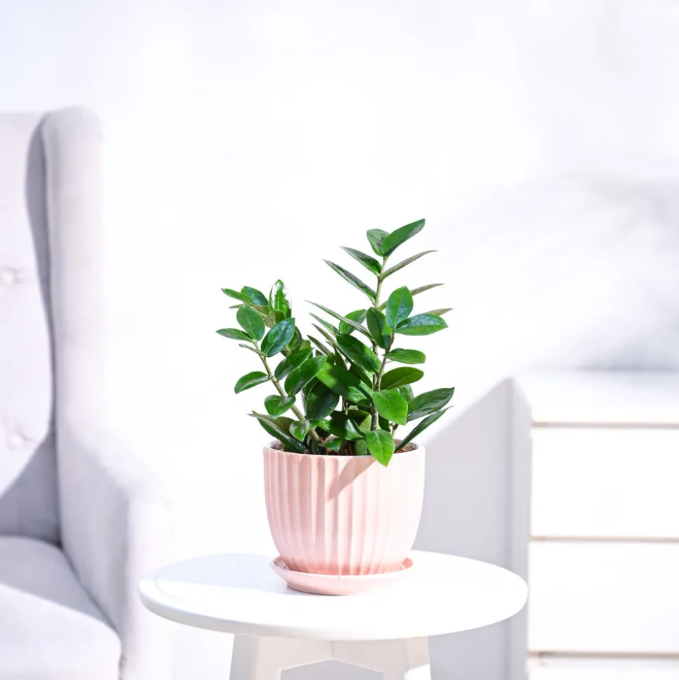 ZZ Plant