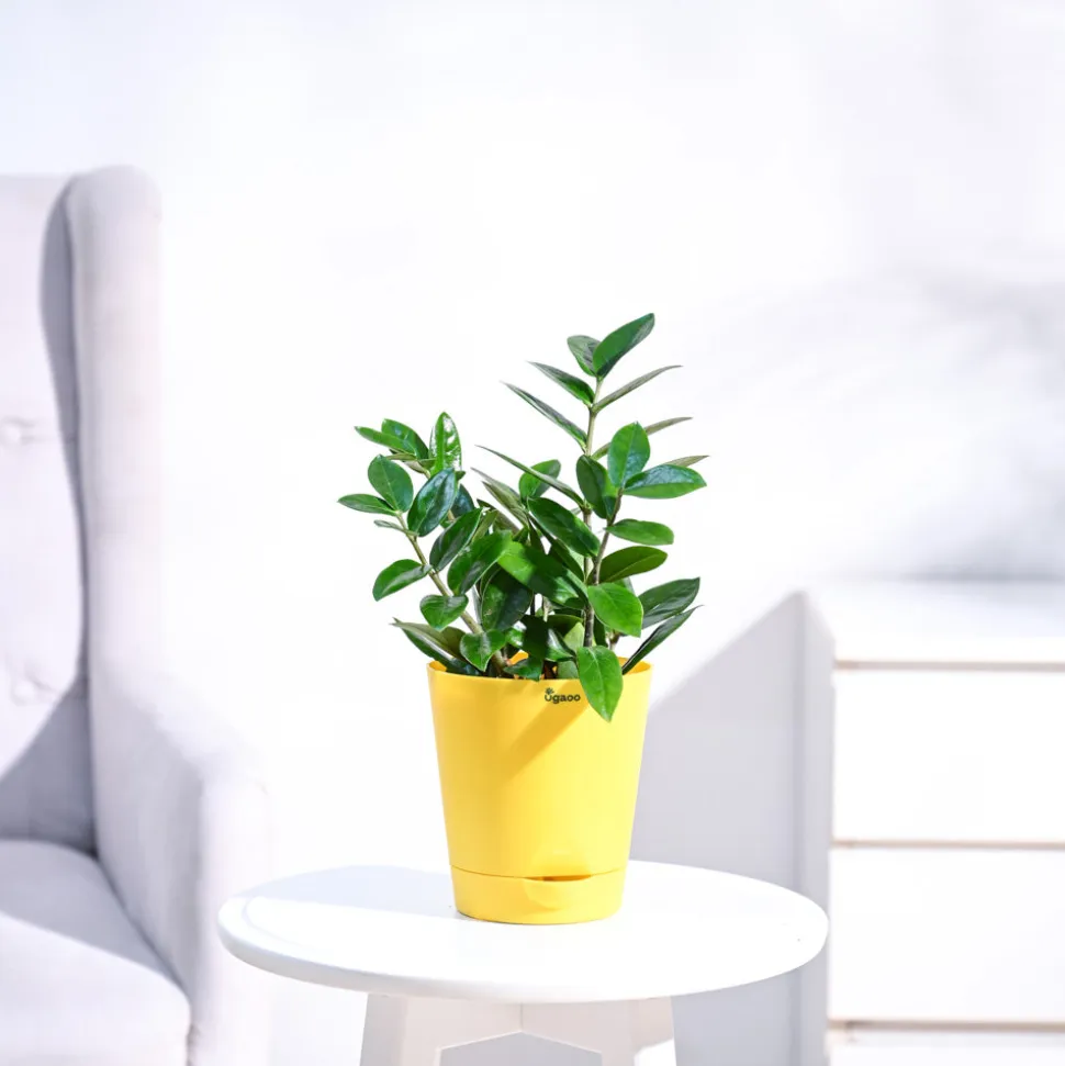 ZZ Plant