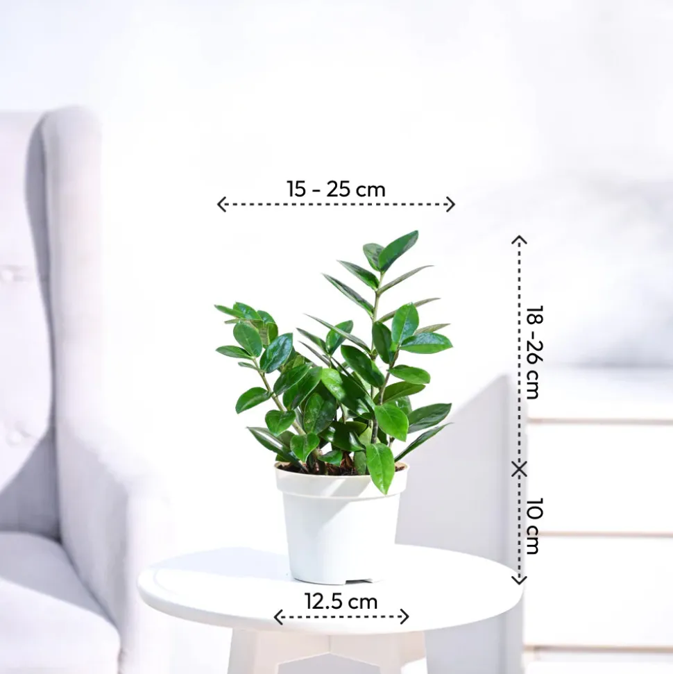 ZZ Plant