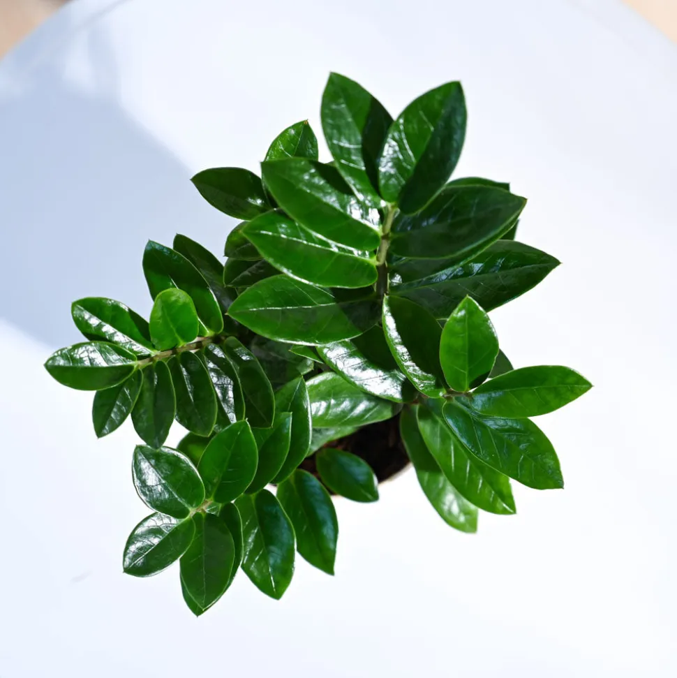 ZZ Plant