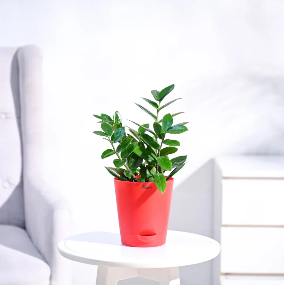 ZZ Plant