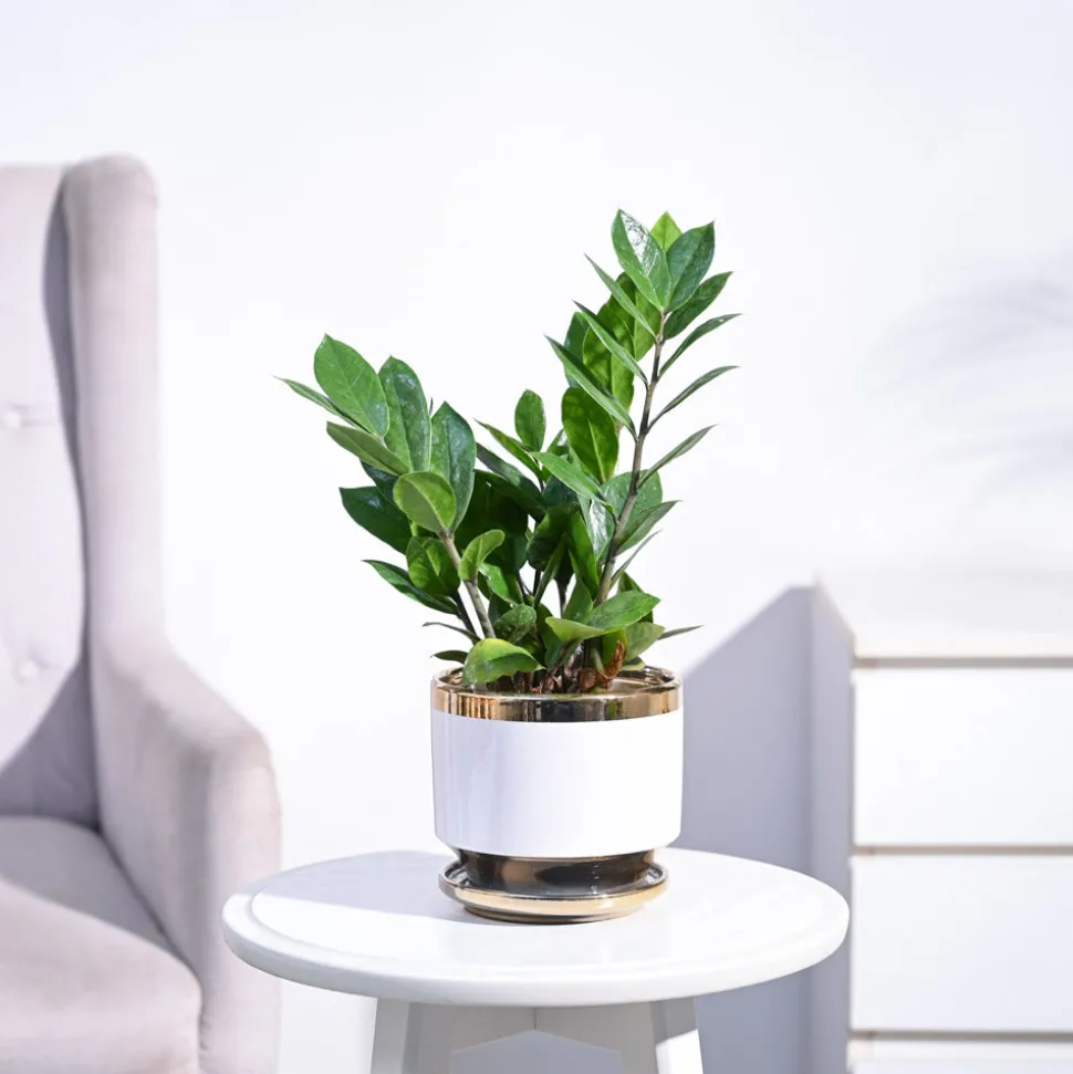 ZZ Plant