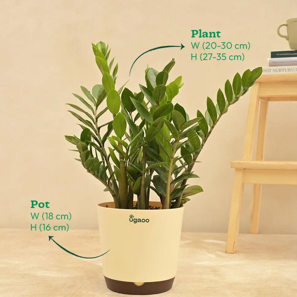 ZZ Plant