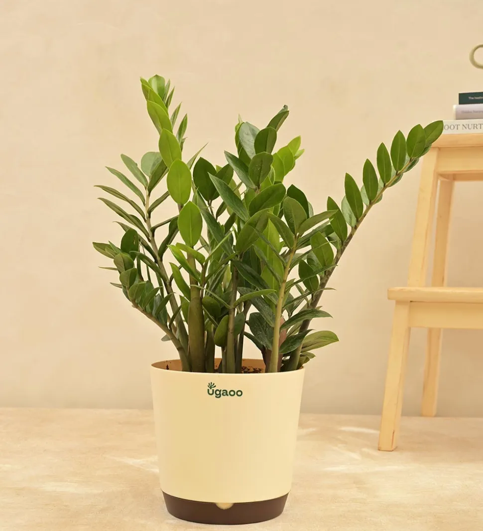 ZZ Plant