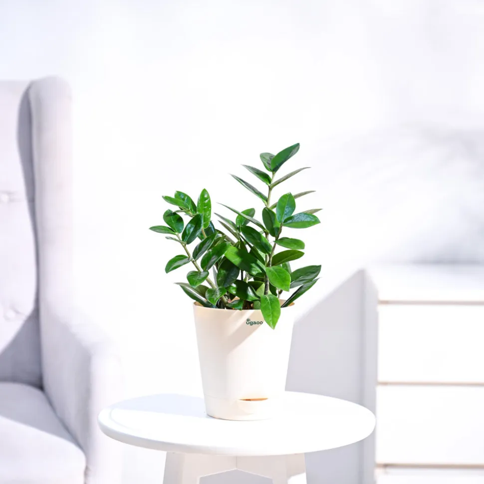 ZZ Plant