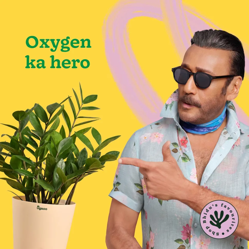 ZZ Plant