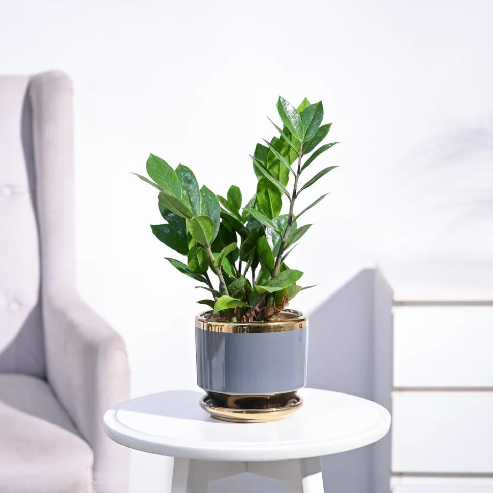 ZZ Plant